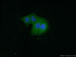 CCDC72 Antibody in Immunocytochemistry (ICC/IF)