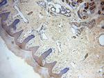 CCDC72 Antibody in Immunohistochemistry (Paraffin) (IHC (P))