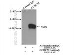 CCDC72 Antibody in Immunoprecipitation (IP)