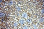 CCDC158 Antibody in Immunohistochemistry (Paraffin) (IHC (P))