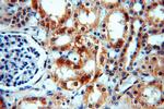 CCDC158 Antibody in Immunohistochemistry (Paraffin) (IHC (P))