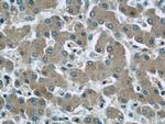 SAA4 Antibody in Immunohistochemistry (Paraffin) (IHC (P))