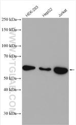 GLUT3 Antibody in Western Blot (WB)