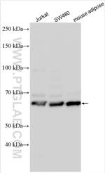 SLC2A10 Antibody in Western Blot (WB)