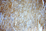 RNF181 Antibody in Immunohistochemistry (Paraffin) (IHC (P))