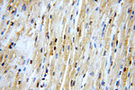 RNF181 Antibody in Immunohistochemistry (Paraffin) (IHC (P))