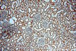 RNF181 Antibody in Immunohistochemistry (Paraffin) (IHC (P))
