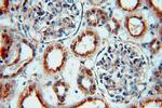 RNF181 Antibody in Immunohistochemistry (Paraffin) (IHC (P))