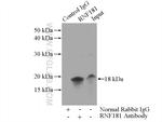 RNF181 Antibody in Immunoprecipitation (IP)