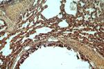 C11orf51 Antibody in Immunohistochemistry (Paraffin) (IHC (P))