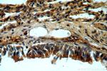 C11orf51 Antibody in Immunohistochemistry (Paraffin) (IHC (P))