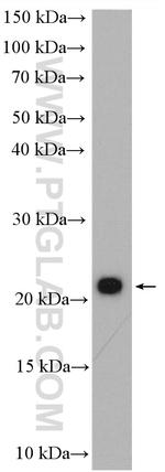 C11orf51 Antibody in Western Blot (WB)