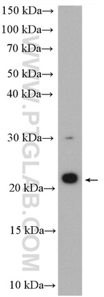 C11orf51 Antibody in Western Blot (WB)