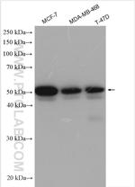 FOXA1 Antibody in Western Blot (WB)