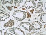 MIF Antibody in Immunohistochemistry (Paraffin) (IHC (P))