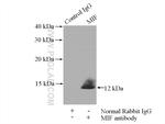 MIF Antibody in Immunoprecipitation (IP)