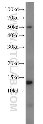 MIF Antibody in Western Blot (WB)