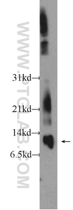 MIF Antibody in Western Blot (WB)