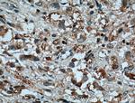 C10orf18 Antibody in Immunohistochemistry (Paraffin) (IHC (P))