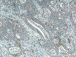 CCDC56 Antibody in Immunohistochemistry (Paraffin) (IHC (P))