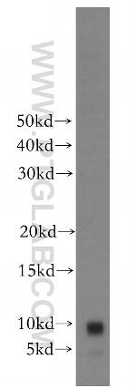 CCDC56 Antibody in Western Blot (WB)