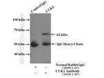 CLK1 Antibody in Immunoprecipitation (IP)