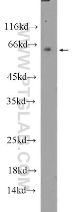 CLK1 Antibody in Western Blot (WB)