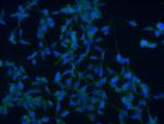 COPZ1 Antibody in Immunocytochemistry (ICC/IF)