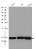 COPZ1 Antibody in Western Blot (WB)