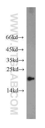 COPZ1 Antibody in Western Blot (WB)