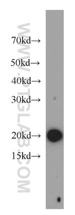 COPZ1 Antibody in Western Blot (WB)