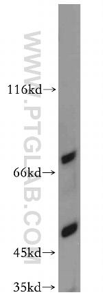 Bestrophin-3 Antibody in Western Blot (WB)