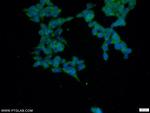 C5orf44 Antibody in Immunocytochemistry (ICC/IF)