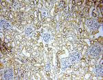 C5orf44 Antibody in Immunohistochemistry (Paraffin) (IHC (P))