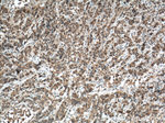 USP33 Antibody in Immunohistochemistry (Paraffin) (IHC (P))