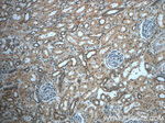 USP33 Antibody in Immunohistochemistry (Paraffin) (IHC (P))