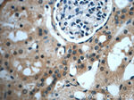 USP33 Antibody in Immunohistochemistry (Paraffin) (IHC (P))