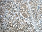 USP33 Antibody in Immunohistochemistry (Paraffin) (IHC (P))