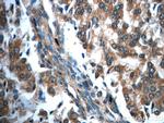 USP33 Antibody in Immunohistochemistry (Paraffin) (IHC (P))