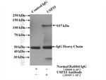 USP33 Antibody in Immunoprecipitation (IP)