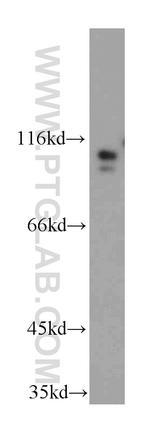 USP33 Antibody in Western Blot (WB)