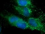C10orf58 Antibody in Immunocytochemistry (ICC/IF)