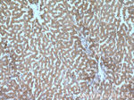 ANKZF1 Antibody in Immunohistochemistry (Paraffin) (IHC (P))