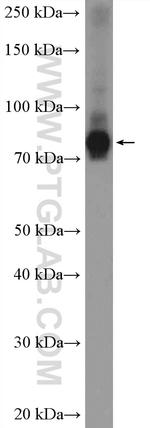 ANKZF1 Antibody in Western Blot (WB)