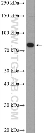 ANKZF1 Antibody in Western Blot (WB)