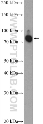 ANKZF1 Antibody in Western Blot (WB)