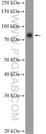ANKZF1 Antibody in Western Blot (WB)