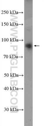ANKZF1 Antibody in Western Blot (WB)