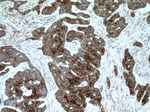 KRT34 Antibody in Immunohistochemistry (Paraffin) (IHC (P))