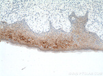 KRT34 Antibody in Immunohistochemistry (Paraffin) (IHC (P))